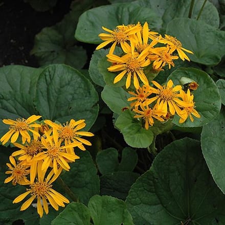 6 x Ligularia Dentata 'Desdemona ' - Grijsaard pot 9x9cm