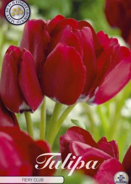 Dutch Finest Quality bloembollen - Tulpen Tulp Multiflora Fiery Club x7 12/+s
