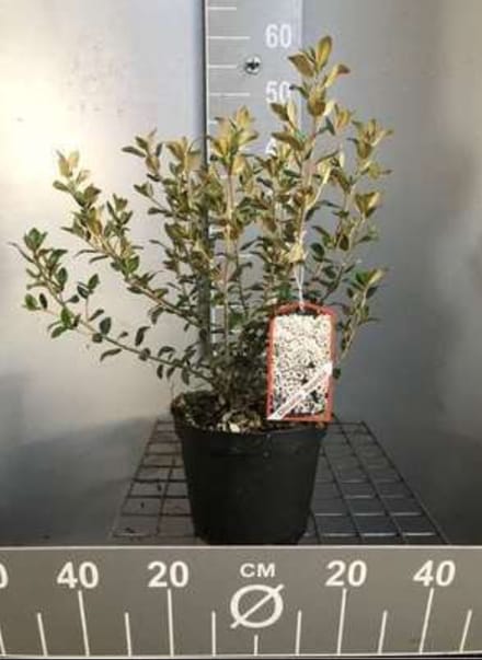 2 x Olearia haastii - Boomaster 30- 40 cm in pot