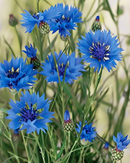 Wilde Korenbloem Zaden Centaurea Cyanus Biologisch Eenjarig