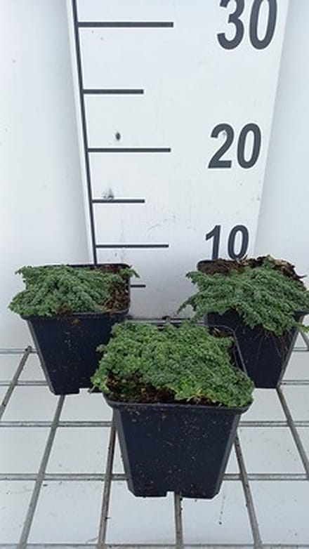 6x Kruiptijm - Thymus praecox 'Minor' | 9x9 cm pot