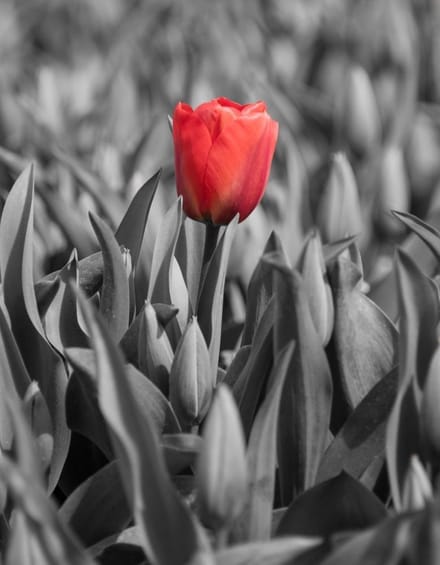 Foto op Canvas, Tulp 005 (90x120cm staand)