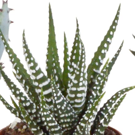 Gasteria/Haworthia mix 5.5 cm in terracotta pot | 5 stuks