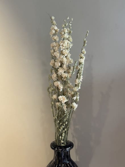 Wit gedroogde Ridderspoor 60CM bos