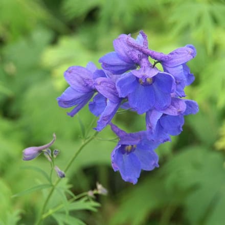 6 x Delphinium 'Bellamosum' - Ridderspoor Pot 9x9cm - Hemelsblauwe Spire