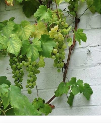 Vitis vin. 'Vroege van der Laan' (chasselas doré) - Druivelaar 50-60 cm in pot