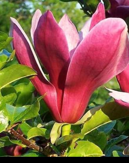 Magnolia liliiflora 'Nigra' - Leliemagnolia 50- 60 cm in pot