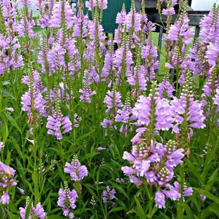 6 x Physostegia Virginiana 'Bouquet Rose' - Scharnierplant pot 9x9cm