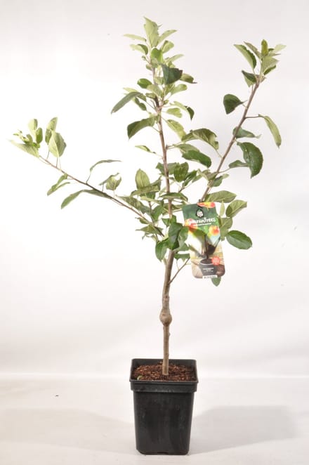 Patio Appelboom - Malus domestica 'Gala' - Hoogte 90 - 100 cm