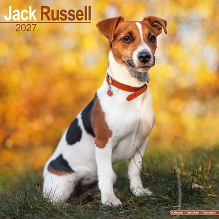 Jack Russell Terrier Kalender 2027