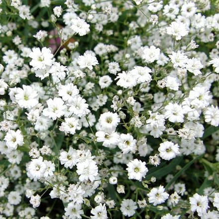 6 x Gypsophila Repens 'Alba' - Kruipend Gipskruid pot 9x9cm, witbloeiend en bodembedekkend
