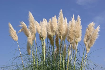 GARDENZO - Pampasgras Planten Set van 4 - 2x Wit & 2x Roze - Siergras - Winterhard - 30-40 cm