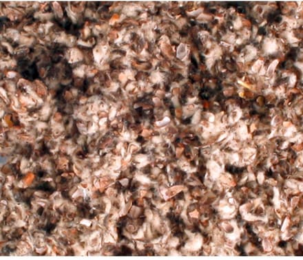 Flamingo Katoenbedding Reukvrij 1,5Kg