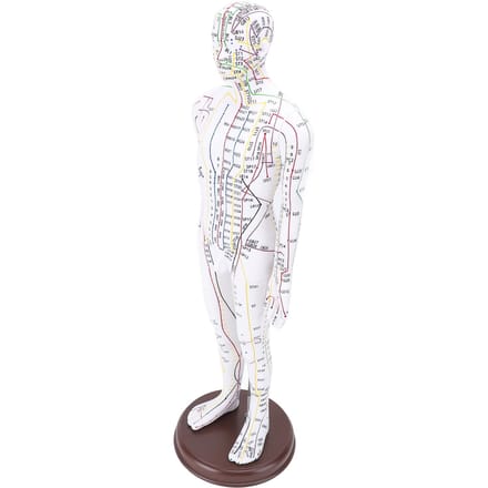 Modèle d'acupuncture 52 cm Modèle du corps humain Modèle d'acupuncture du corps entier avec base pour l'enseignement aux étudiants male version white