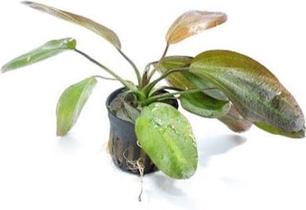 Aquaflora Echinodorus Barthii | in 5 cm pot
