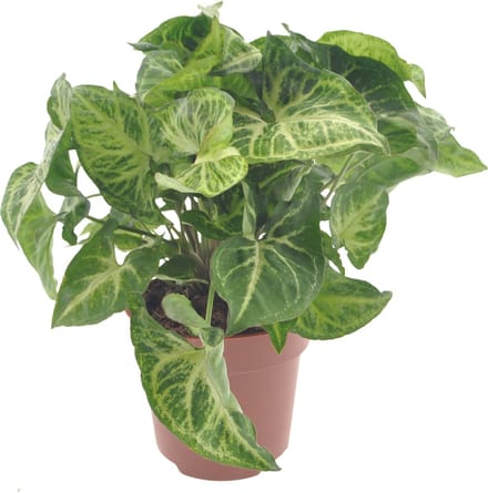 Syngonium | Arrow | 30cm