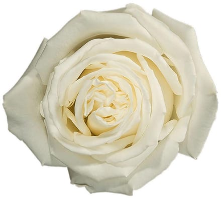25x Rosa playa blanca 70cm