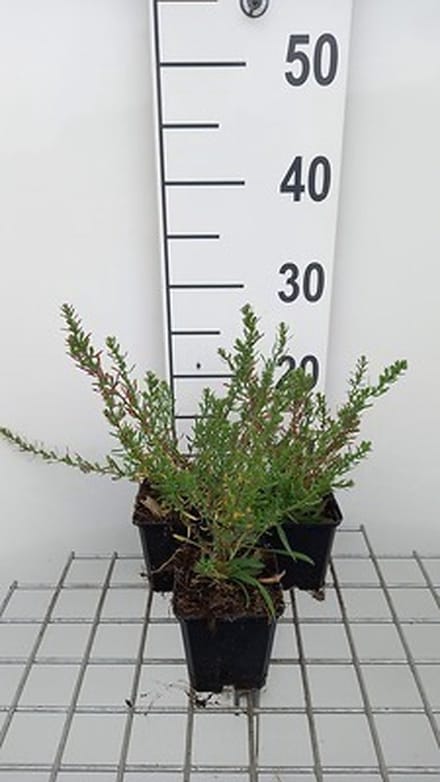 6x Aster - Aster eric. 'Schneetanne' | 9x9 cm pot