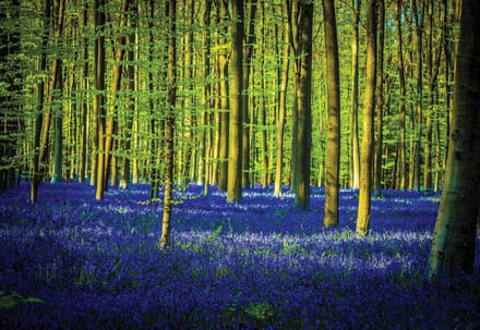 Fotobehang Forest Woods Trees | XL - 208cm x 146cm | 130g/m2 Vlies