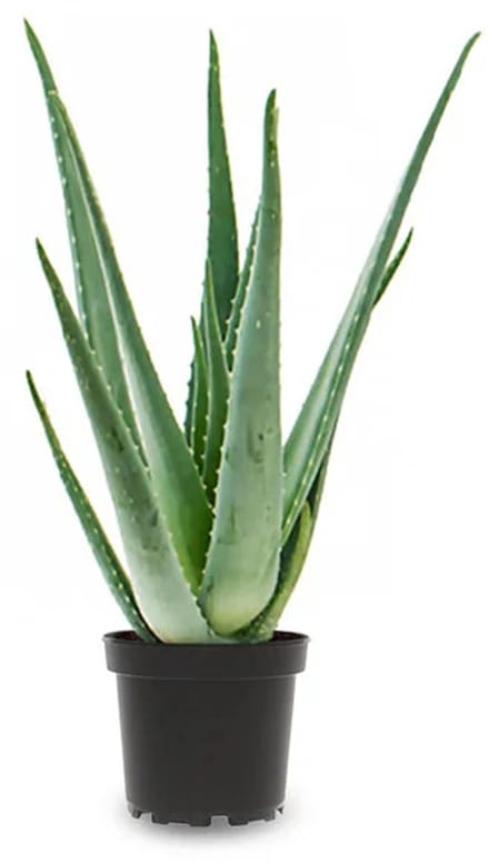 JUNAVERA Aloe Vera | In 12 cm pot