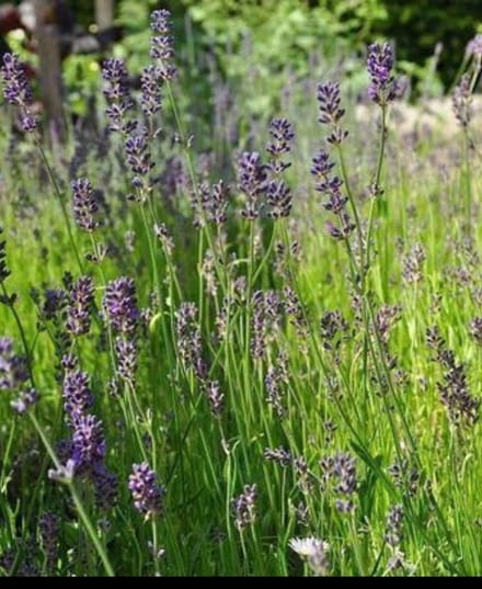 2 x Lavandula ang. 'Munstead' - Lavendel In pot 2 liter