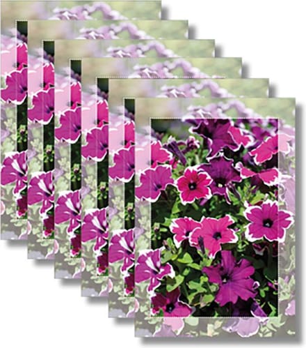 6x dubbele wenskaart met envelop - Blanco - Bloemen - 11,5 x 17 cm