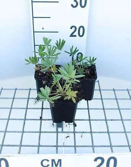 6x Lupine - Lupinus hybr. 'Gallery Yellow' | 9x9 cm pot