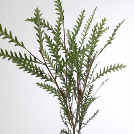 5x Sg grevillea ivanhoe 50cm