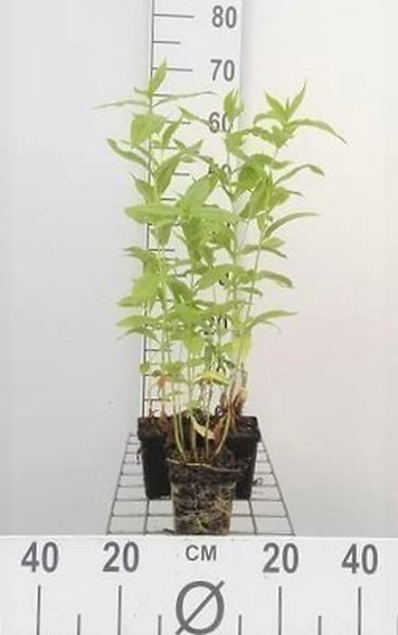 6x Vlambloem - Phlox (p) 'White Admiral' | 9x9 cm pot