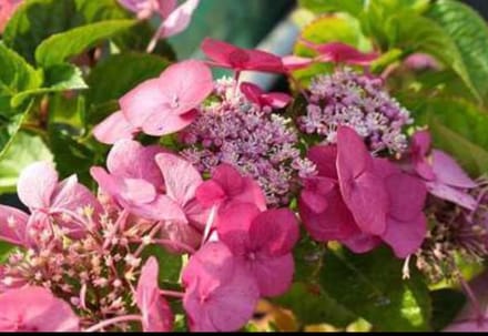Hydrangea 'Teller Red' (rood/rouge) - Hortensia 25- 30 cm in pot