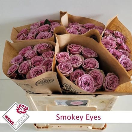 10x Rosa smokey eyes 50cm