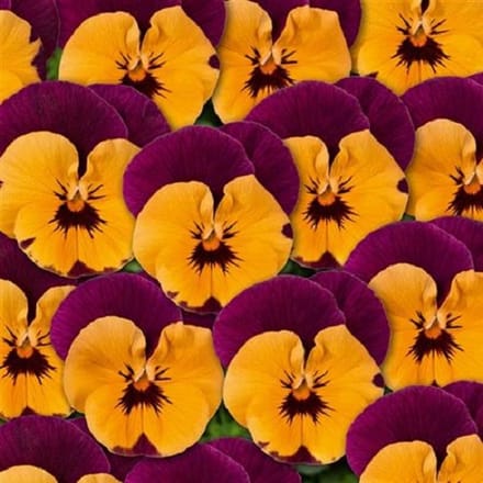 Violen Twix Special Orange F1