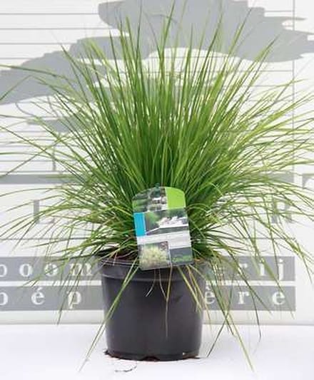 6x Ruwe smele - Deschampsia cesp. 'Goldtau' | 9x9 cm pot