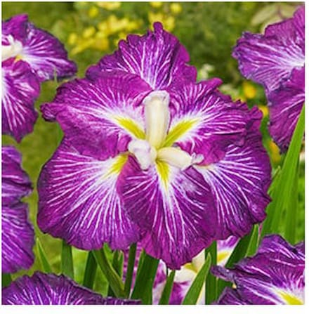 Moerings Iris Ensata Dinner Plate Jell-O | Japanese Iris | In 11CM pot