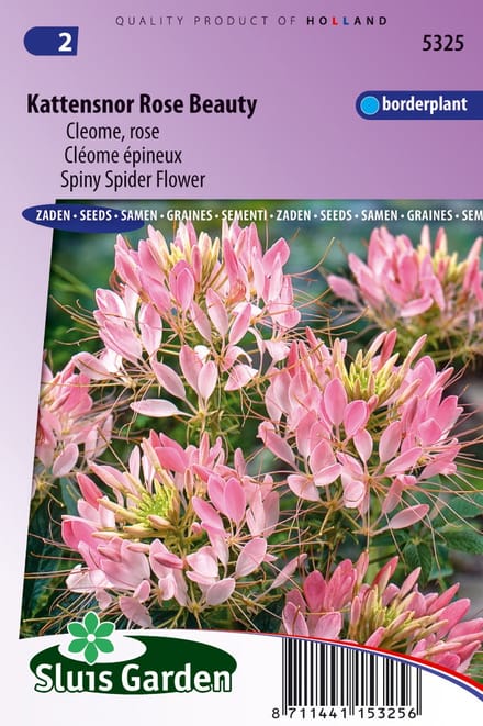 Sluis Garden - Kattensnor Rose Beauty (Cleome)