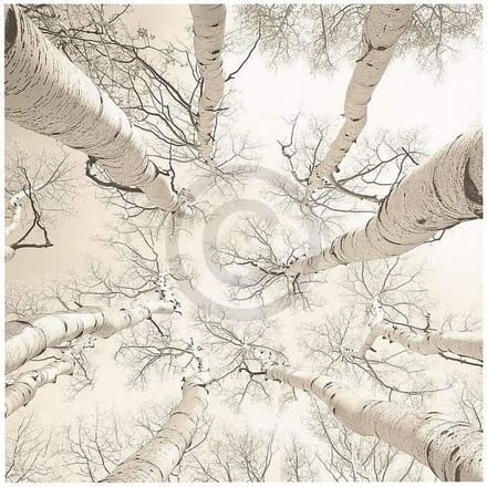 Kunstdruk Adam Brock - Silver Birch 51x51cm