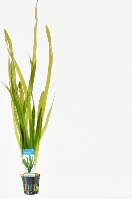 Moerings Vallisneria Giganthea Rubra in 5 cm pot