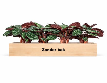 Kunstplantenpakket Hilversum (t.b.v. kast 120 cm breed)