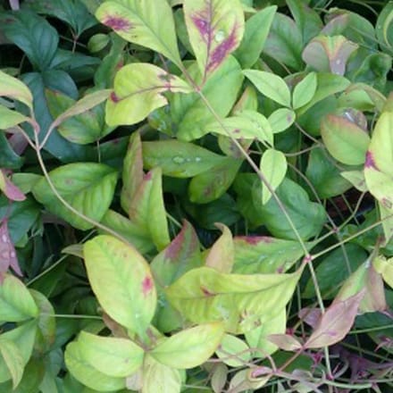 Nandina Domestica 'Firepower' - Hemelse bamboe 25-30 cm pot