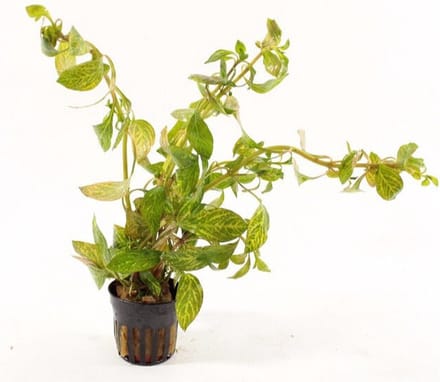 Aquaflora Ludwigia sp Atlantis | in 5 cm pot