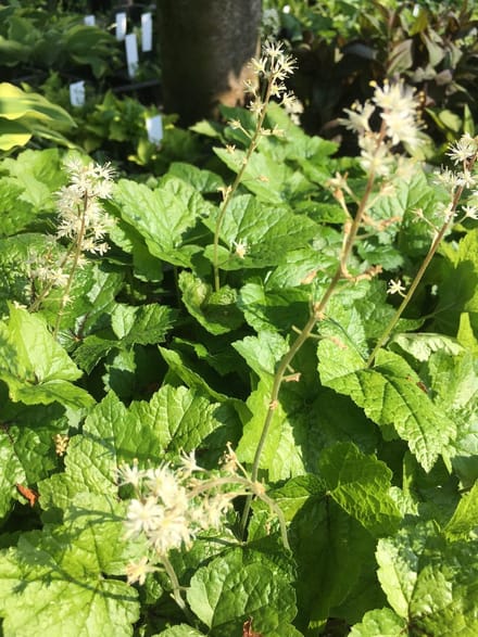 6 x Tiarella wherryi - Schuimbloem - P9 Pot (9 x 9cm) - Dima Vaste Planten