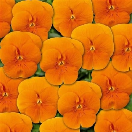 Violen Twix Oranje