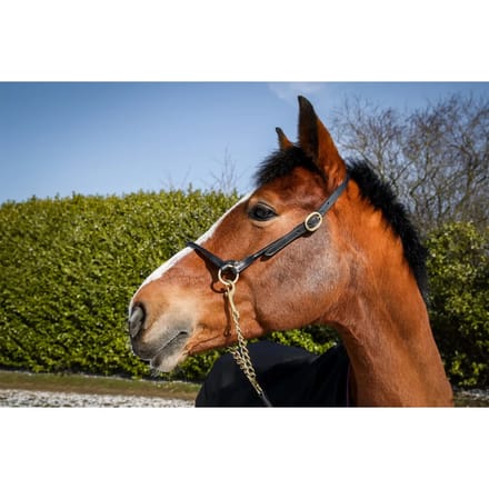 Lederen halster voor paarden T de T