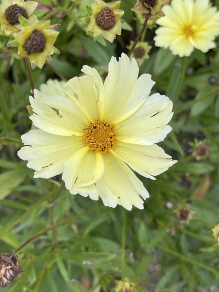 6x Coreopsis - Coreopsis hybr. 'Full Moon'® | 9x9 cm pot