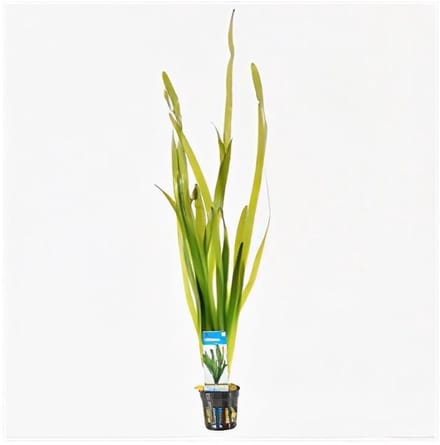Moerings Vallisneria giganthea rubra | In Terracotta Pot