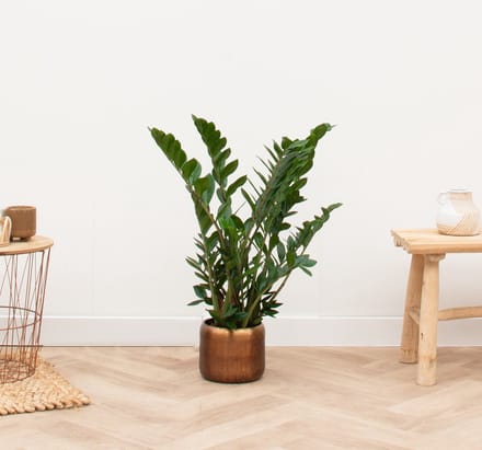 Zamioculcas - 80cm