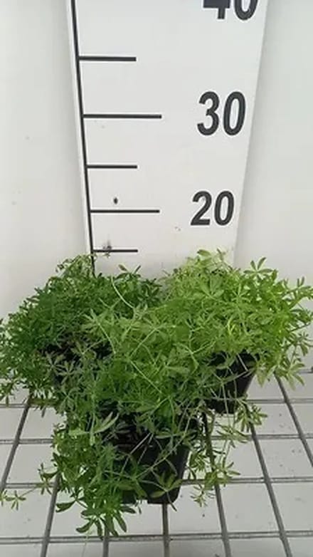 6x Lieve vrouwe bedstro - Galium verum | 9x9 cm pot