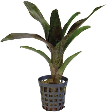 Aquafleur Neoregelia Atlantis | In 5 cm pot