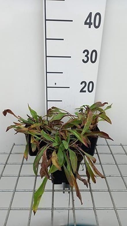 6x Koeienoog - Buphthalmum salicifolium | 9x9 cm pot