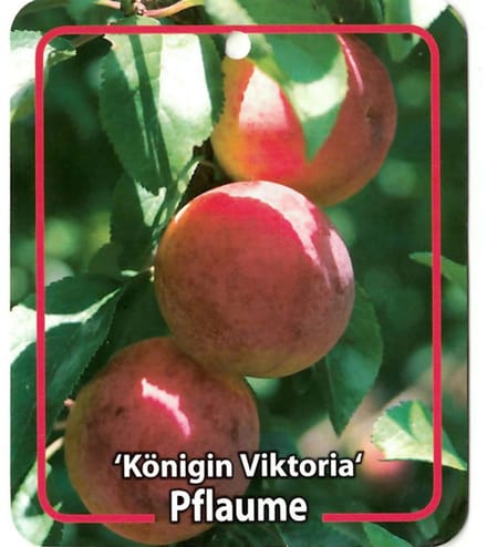 Oosterik home - Prunus Domestica Konigin Viktoria